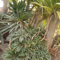 گل کاکتوس نخل ماداگاسکار|گل و گیاه طبیعی|بیستون, |دیوار