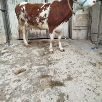 2نوعر نژاد دار قرمز 22کیلوشیر 5ماهه ابستن