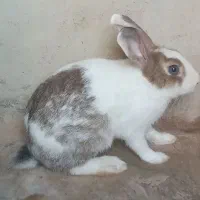 خرگوش نر و ماده