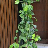 گل یاس رازقی(رونده)