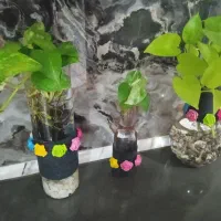 شیک زیبا|ظروف سرو و پذیرایی|رشت, جهاد|دیوار