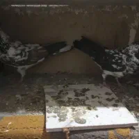 کبوتر|پرنده|رباط‌کریم, رباط‌کریم|دیوار