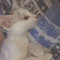 بچه گربه خانگی دوستی