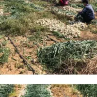 زمین کشاورزی با موتور پر اب