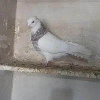 طوقی آجری|پرنده|اسدآباد, |دیوار