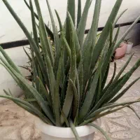 گل الوورا