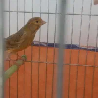 سهره دهندار وسهره قناری