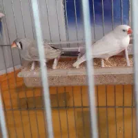 فنچ زبرا جفت مولد به شرط تخم جوجه