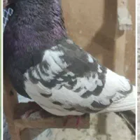 کبوتر سینه مشکی نر