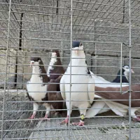 فروش انواع کبوتر|پرنده|بندر کنگان, |دیوار