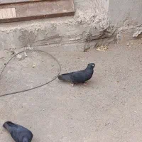 گمشده|حیوانات|جیرفت, |دیوار