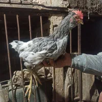 جوجه خروس گلین طوسی