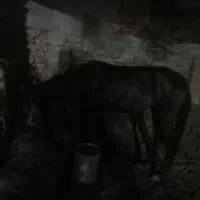 مادیان مشکی کورد