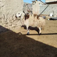 شیشک قوچ پلنگی