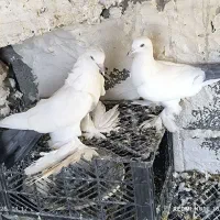 کبوتر کله ای و سبکیلی گوی گویروخ توحلی