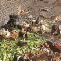 خرگوش دورگه|موش و خرگوش|اراک, |دیوار