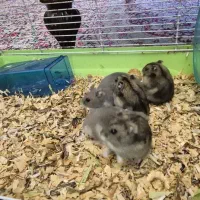 همستر|موش و خرگوش|کرمان, |دیوار