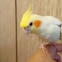 عروس هلندی نر