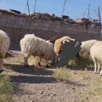 10عدد بره نر پایه پروار