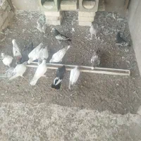کبوتر|پرنده|هرند, |دیوار