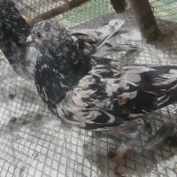 کبوتر سرور خوشگل