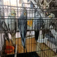 ۳عددعروس هلندی ۵ماهشونه|پرنده|قرچک, زیبا شهر|دیوار