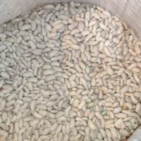 لوبیا کرم کپسولی
