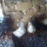 شش عدد کبوتر|پرنده|مشهد, چهاربرج|دیوار