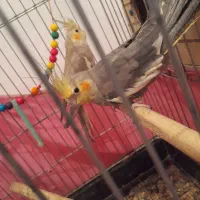 یک جفت عروس هلندی سالم