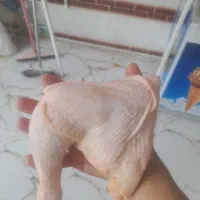 ماهی قزل آلا سراب میمه تازه تازه ب شرط مزه و کیفیت|خوردنی و آشامیدنی|دهلران, |دیوار