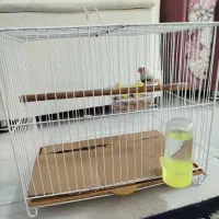 فنچ نر آوازخوان