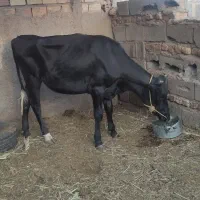 گستر گاو