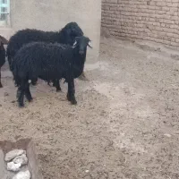 بره قوچی قزل افشار