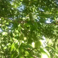 باغچه خیلی زیبا و بارده در روستای جمال آباد ارومیه|فروش دفتر صنعتی، کشاورزی، تجاری|انزل, |دیوار