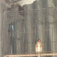 سهره نر|پرنده|سرپل ذهاب, |دیوار