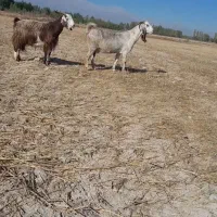 ۲بز آبستن سنگین چندقلو