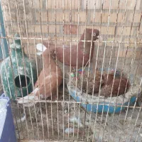 نرو ماده دم سفید|پرنده|بهبهان, |دیوار