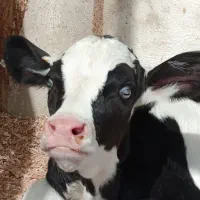 16 تا بوقلمون فروش فوری