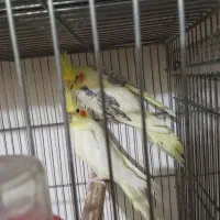 جفت عروس هلندی دوکت لوتینو