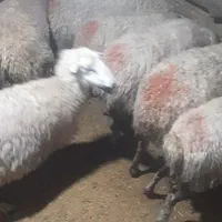 خریدوفروش دام سبک و سنگین ب بالاترین قیمت|حیوانات مزرعه|خمین, |دیوار