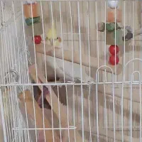 عروس هلندی