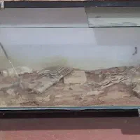 اکواریوم ریملس