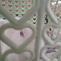 خرگوش ماده معاوضه با عروس هلندی نر سخنگو