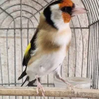 سهره|پرنده|شیراز, شریفآباد|دیوار