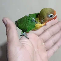 جوجه عروس هلندی و کوتوله سرلاکی|پرنده|بم, |دیوار