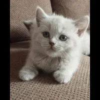 کوچولو های بریتیش دو ماهه