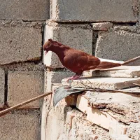 سرخ دمسفید نر و سرخ ماده
