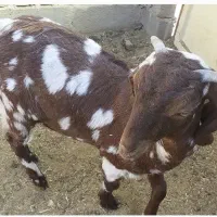 بزغاله ماده دورگ