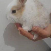 بچه خرگوش ناز و باهوش