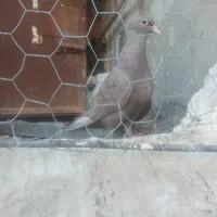 ماده لاکی کرمانی